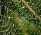 phpMyAdmin and Xampp